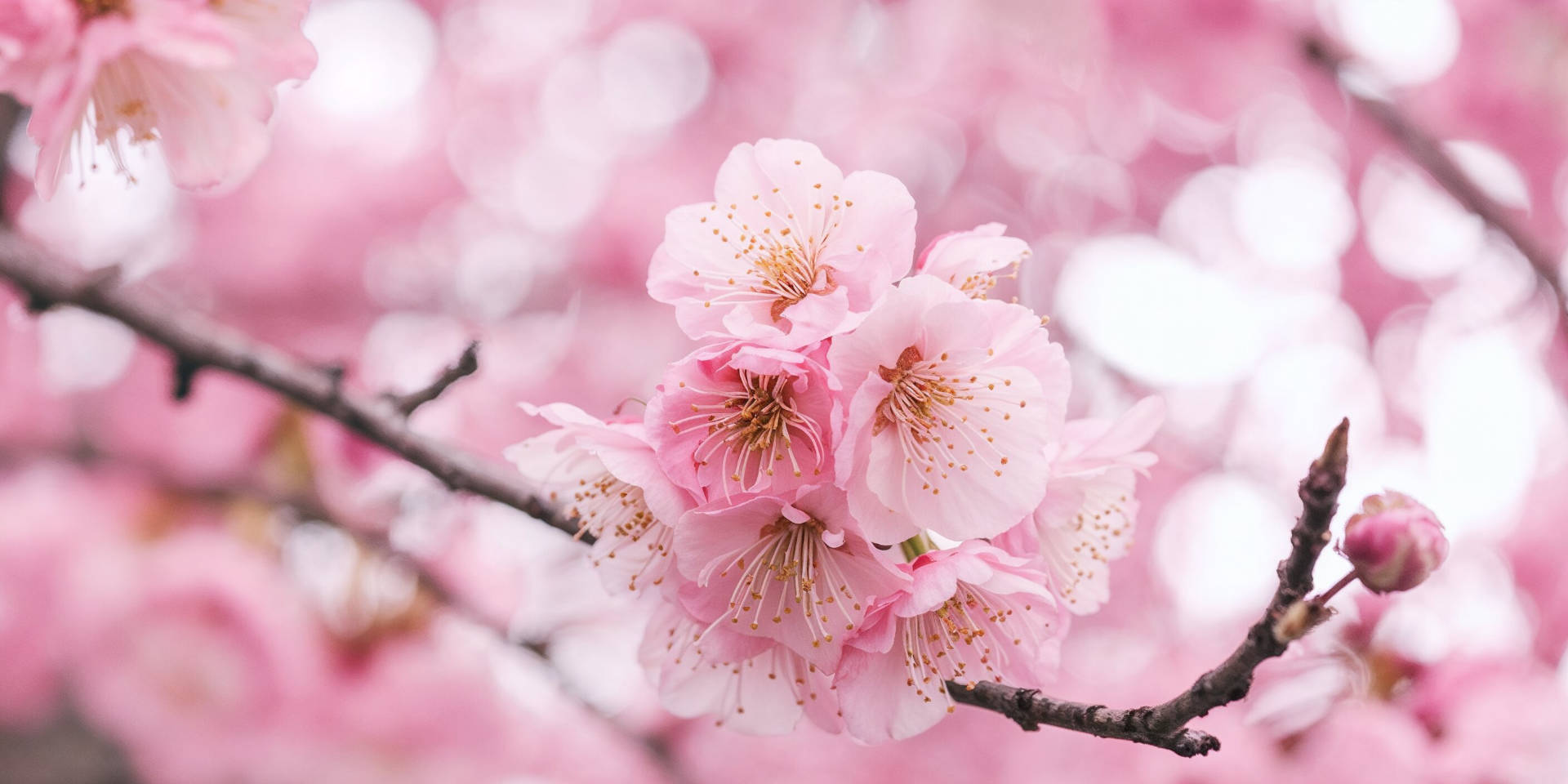 šálky Sakura
